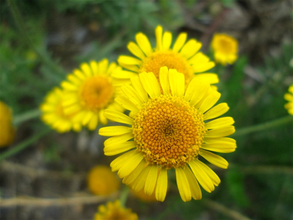 Saat-Wucherblume (Glebionis segetum) in Hockenheim - gesetzt in einen Grünstreifen in einer Maßnahme des Nabu zur Erhaltung der Artenvielfalt durch Wildblumen an Straßen- und Wegrändern