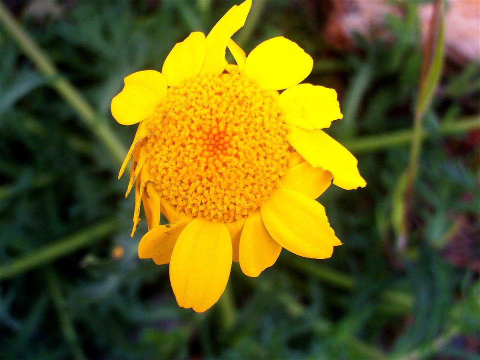 Chrysanthemum segetum inflorescence close up, Sierra Madrona, Spain