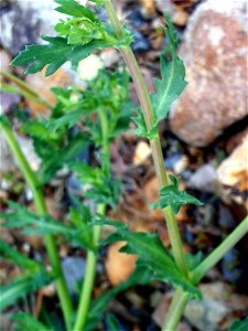 Chrysanthemum segetum stem and leaves, Sierra Madrona, Spain