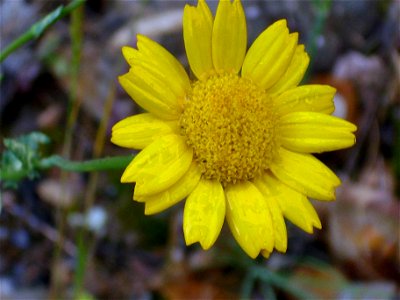 Glebionis segetum Inflorescence close up, Sierra Madrona, Spain photo