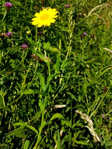 corn marigold plant with common knapweed, showing flowerhead, leaves and stem.