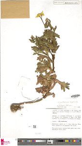 Glebionis segetum