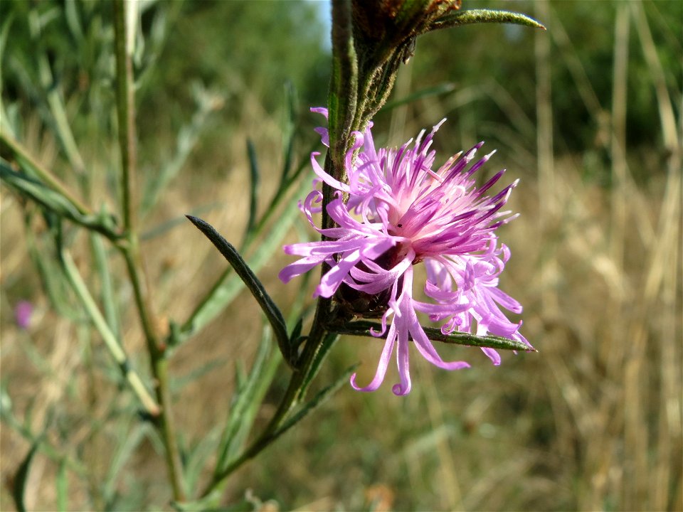 Rispen-Flockenblume (Centaurea stoebe) bei Reilingen