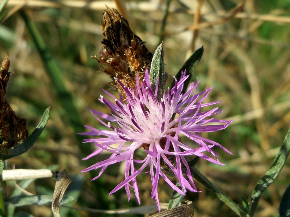 Rispen-Flockenblume (Centaurea stoebe) bei Reilingen