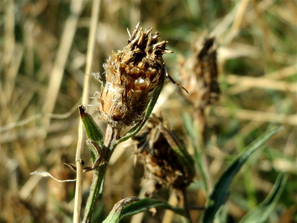 Rispen-Flockenblume (Centaurea stoebe) bei Reilingen