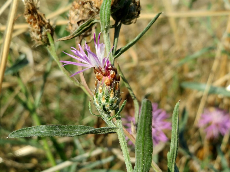 Rispen-Flockenblume (Centaurea stoebe) bei Reilingen
