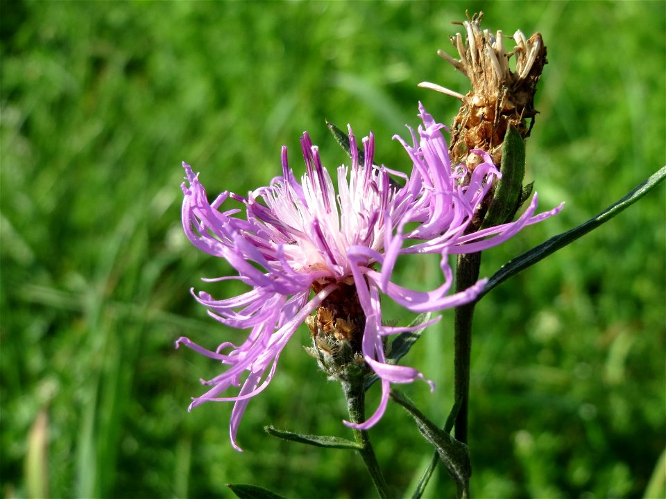 Rispen-Flockenblume (Centaurea stoebe) bei Reilingen