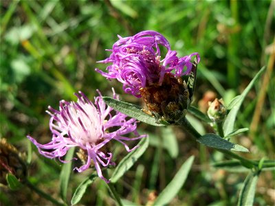 Rispen-Flockenblume (Centaurea stoebe) bei Reilingen