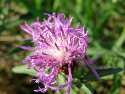 Rispen-Flockenblume (Centaurea stoebe) bei Reilingen