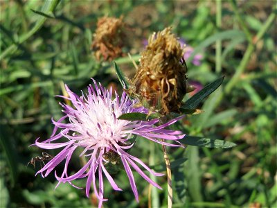 Rispen-Flockenblume (Centaurea stoebe) bei Reilingen photo