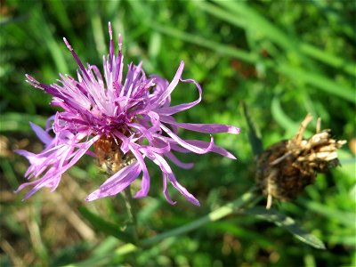 Rispen-Flockenblume (Centaurea stoebe) bei Reilingen photo