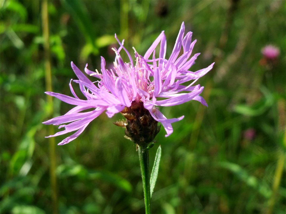 Schwärzliche Flockenblume (Centaurea nigrescens) in der Schwetzinger Hardt - an der Bahnstrecke zwischen Hockenheim und Oftersheim findet sich eine bemerkenswerte Sand-Trockenrasen-Vegetation
