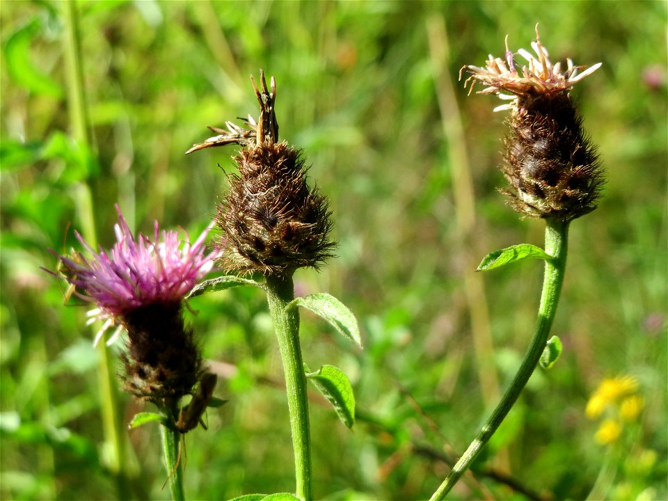 Schwärzliche Flockenblume (Centaurea nigrescens) in der Schwetzinger Hardt - an der Bahnstrecke zwischen Hockenheim und Oftersheim findet sich eine bemerkenswerte Sand-Trockenrasen-Vegetation