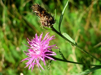 Schwärzliche Flockenblume (Centaurea nigrescens) in der Schwetzinger Hardt - an der Bahnstrecke zwischen Hockenheim und Oftersheim findet sich eine bemerkenswerte Sand-Trockenrasen-Vegetation