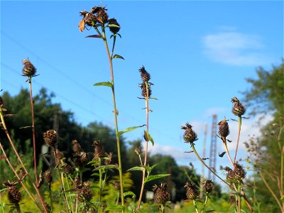 Schwärzliche Flockenblume (Centaurea nigrescens) in der Schwetzinger Hardt - an der Bahnstrecke zwischen Hockenheim und Oftersheim findet sich eine bemerkenswerte Sand-Trockenrasen-Vegetation