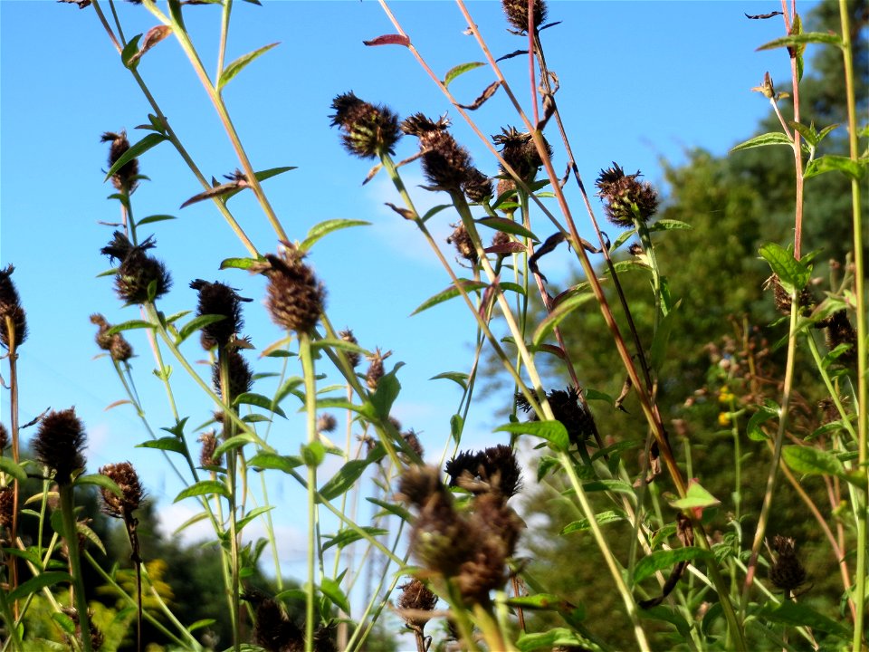 Schwärzliche Flockenblume (Centaurea nigrescens) in der Schwetzinger Hardt - an der Bahnstrecke zwischen Hockenheim und Oftersheim findet sich eine bemerkenswerte Sand-Trockenrasen-Vegetation