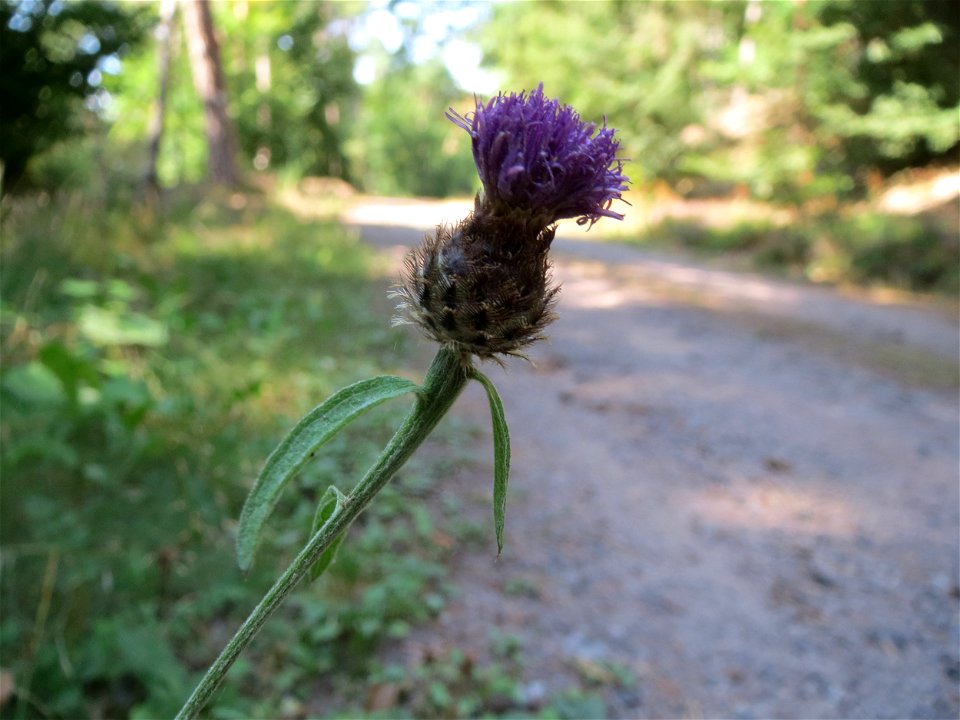 Rispen-Flockenblume (Centaurea stoebe) am Karlsplatz bei Klingenmünster