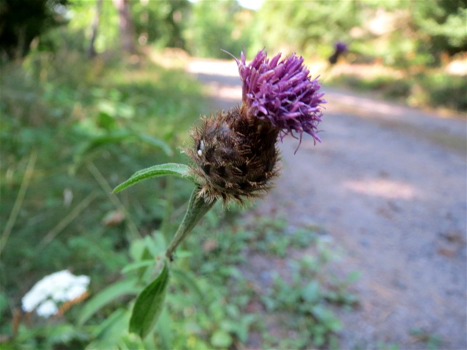 Rispen-Flockenblume (Centaurea stoebe) am Karlsplatz bei Klingenmünster