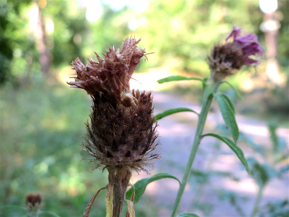 Rispen-Flockenblume (Centaurea stoebe) am Karlsplatz bei Klingenmünster