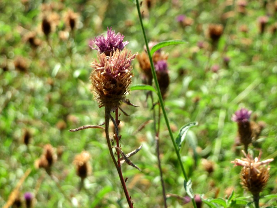 Rispen-Flockenblume (Centaurea stoebe) am Röhlberg bei Klingenmünster