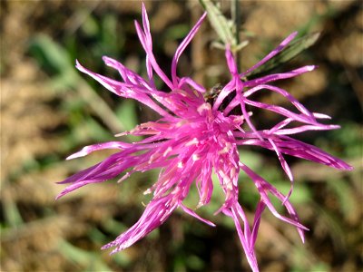 Rispen-Flockenblume (Centaurea stoebe) im Naturschutzgebiet Zugmantel-Bandholz