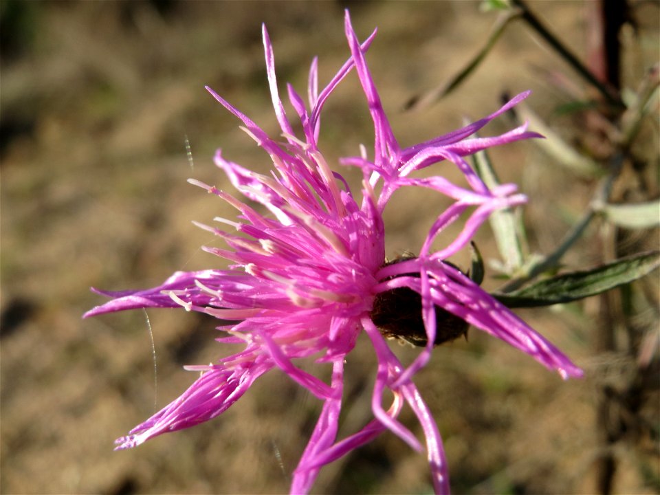 Rispen-Flockenblume (Centaurea stoebe) im Naturschutzgebiet Zugmantel-Bandholz