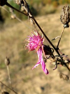 Rispen-Flockenblume (Centaurea stoebe) im Naturschutzgebiet Zugmantel-Bandholz