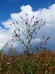 Rispen-Flockenblume (Centaurea stoebe) bei Wiesbaden-Erbenheim