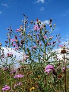 Rispen-Flockenblume (Centaurea stoebe) bei Wiesbaden-Erbenheim