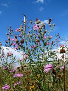 Rispen-Flockenblume (Centaurea stoebe) bei Wiesbaden-Erbenheim photo