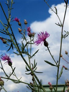 Rispen-Flockenblume (Centaurea stoebe) bei Wiesbaden-Erbenheim
