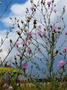 Rispen-Flockenblume (Centaurea stoebe) bei Wiesbaden-Erbenheim