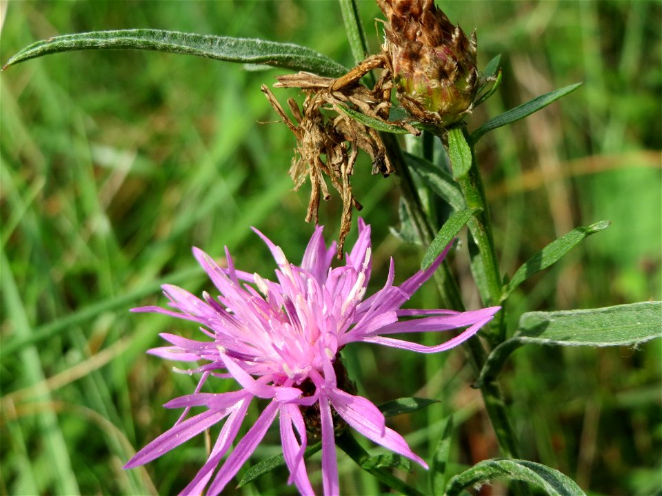 Rispen-Flockenblume (Centaurea stoebe) an einem Randstreifen der Rheinbahn in der Schwetzinger Hardt mit binnendünenartiger Vegetation