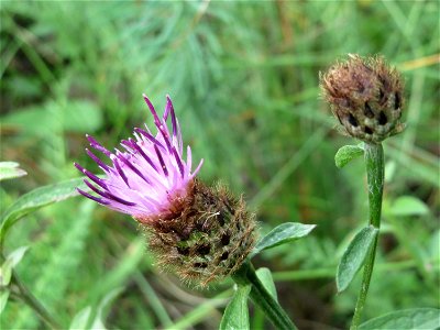 Rispen-Flockenblume (Centaurea stoebe) an einem Randstreifen der Rheinbahn in der Schwetzinger Hardt mit binnendünenartiger Vegetation