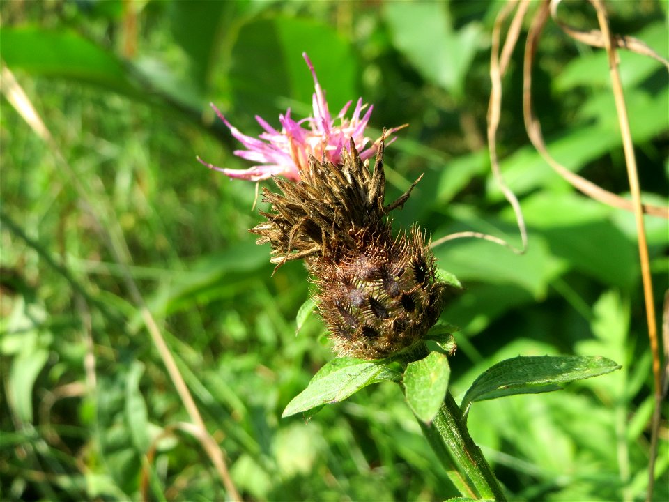 Rispen-Flockenblume (Centaurea stoebe) an einem Randstreifen der Rheinbahn in der Schwetzinger Hardt mit binnendünenartiger Vegetation