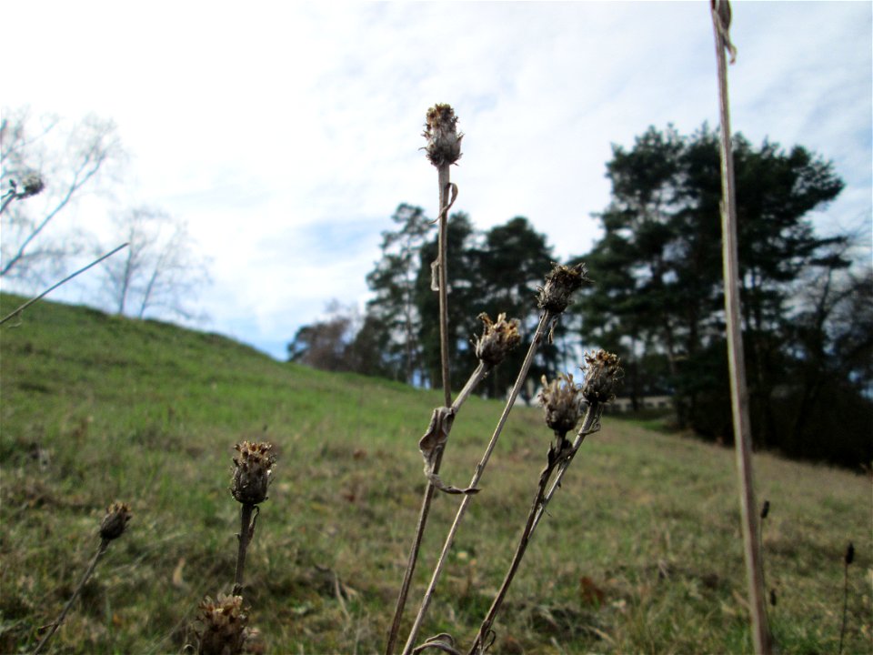 Mumienbotanik: Rispen-Flockenblume (Centaurea stoebe) am Golfplatz im Naturschutzgebiet „Oftersheimer Dünen“