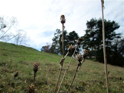 Mumienbotanik: Rispen-Flockenblume (Centaurea stoebe) am Golfplatz im Naturschutzgebiet „Oftersheimer Dünen“