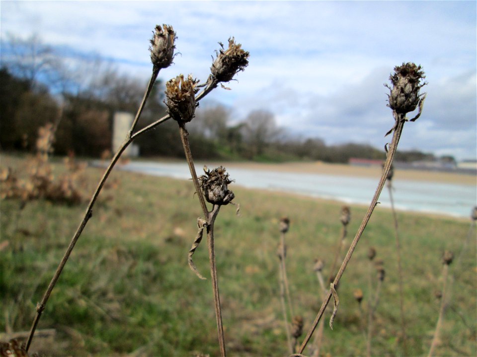 Mumienbotanik: Rispen-Flockenblume (Centaurea stoebe) am Golfplatz im Naturschutzgebiet „Oftersheimer Dünen“
