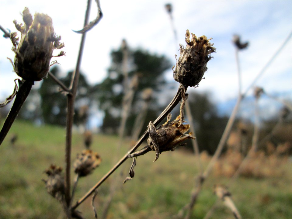 Mumienbotanik: Rispen-Flockenblume (Centaurea stoebe) am Golfplatz im Naturschutzgebiet „Oftersheimer Dünen“