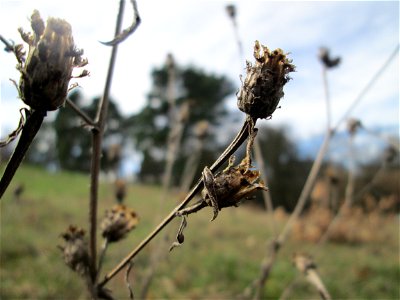 Mumienbotanik: Rispen-Flockenblume (Centaurea stoebe) am Golfplatz im Naturschutzgebiet „Oftersheimer Dünen“