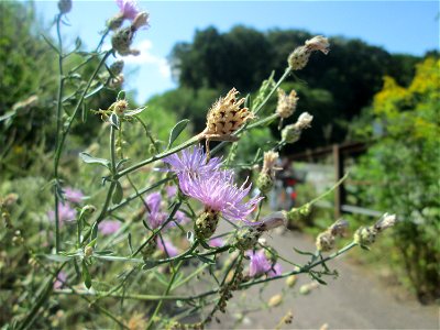 Rispen-Flockenblume (Centaurea stoebe) am Bahndamm in Alt-Saarbrücken