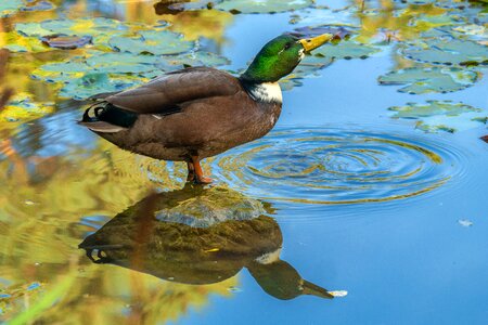 Drake pond mirroring photo