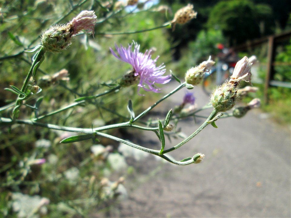 Rispen-Flockenblume (Centaurea stoebe) am Bahndamm in Alt-Saarbrücken