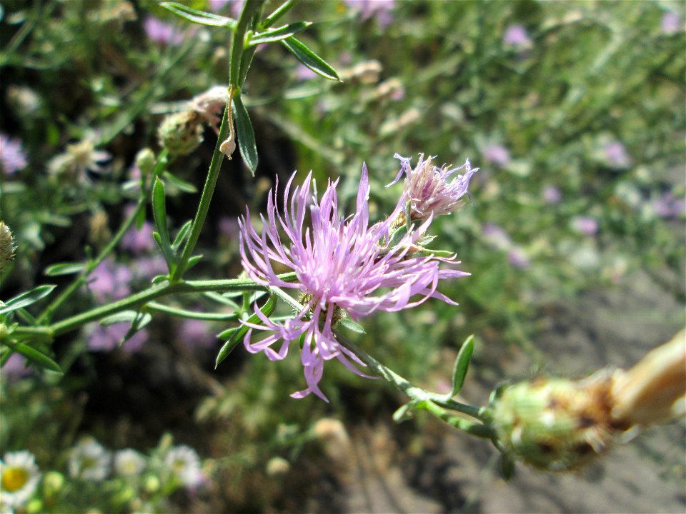 Rispen-Flockenblume (Centaurea stoebe) am Bahndamm in Alt-Saarbrücken