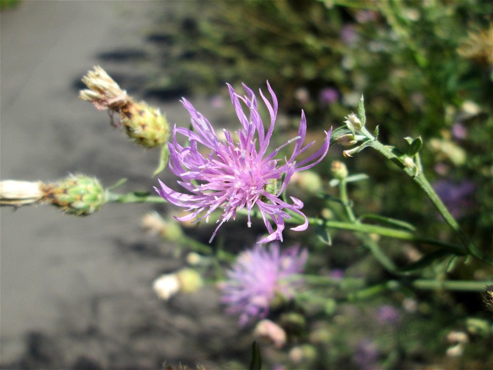 Rispen-Flockenblume (Centaurea stoebe) am Bahndamm in Alt-Saarbrücken