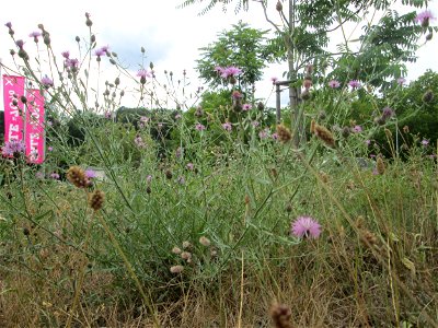 Rispen-Flockenblume (Centaurea stoebe) in Alt-Saarbrücken