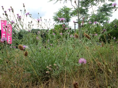 Rispen-Flockenblume (Centaurea stoebe) in Alt-Saarbrücken photo