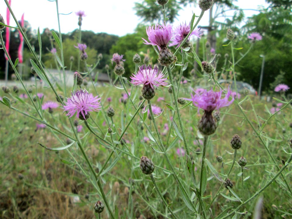 Rispen-Flockenblume (Centaurea stoebe) in Alt-Saarbrücken