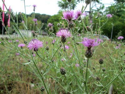 Rispen-Flockenblume (Centaurea stoebe) in Alt-Saarbrücken photo