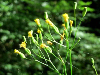 Gemeiner Rainkohl (Lapsana communis) im Schwetzinger Hardt
